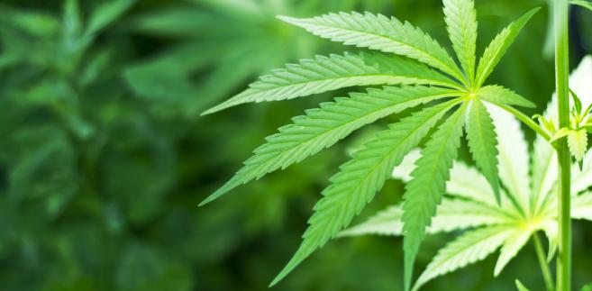Marihuana