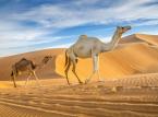 Wszystko co powinieneś wiedzieć, przed podróżą do Zjednoczonych Emiratów Arabskich