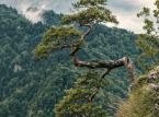 Pieniny: Przyrodnicy spróbują uratować reliktową sosnę z Sokolicy